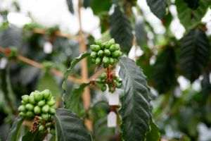 Nestle dezvoltă în Franţa soiuri de cafea cultivate în Mexic